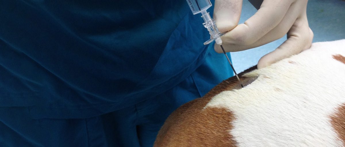 Regionale anesthesie bij kleine dieren